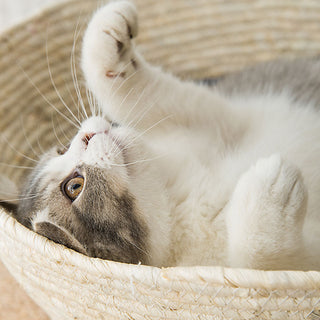 Cat Straw Bed ALODIA STORE