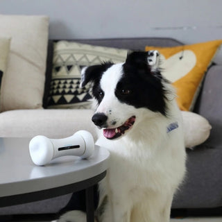 Pet Induction Interactive Toy ALODIA STORE
