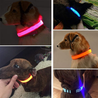 Adjustable LED Glowing Pet Collar ALODIA STORE