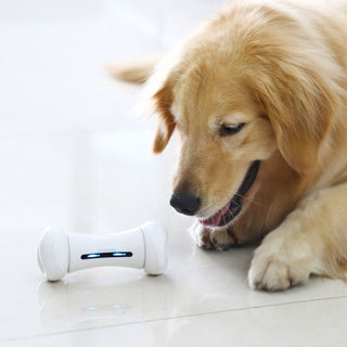 Pet Induction Interactive Toy ALODIA STORE