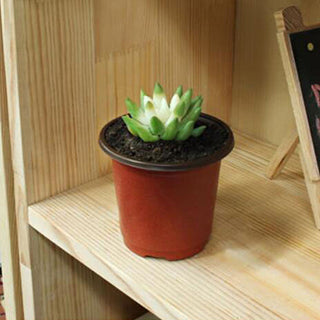 20pcs/50pcs Plastic Grow Box Fall Resistant Tray For Home Garden Plant Pot Nursery Transplant Flower Pots ALODIA STORE