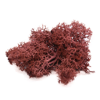 20/40g Artificial Green Plants Eternal Life Moss Grass Home Living Room Garden Decoration Mini Landscape Fake Flower DIY Crafts ALODIA STORE
