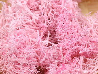 20g Artificial plant eternal life moss / Garden home decoration wall DIY Flower material Mini Garden Micro Landscape Accessories ALODIA STORE