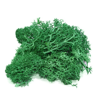20/40g Artificial Green Plants Eternal Life Moss Grass Home Living Room Garden Decoration Mini Landscape Fake Flower DIY Crafts ALODIA STORE