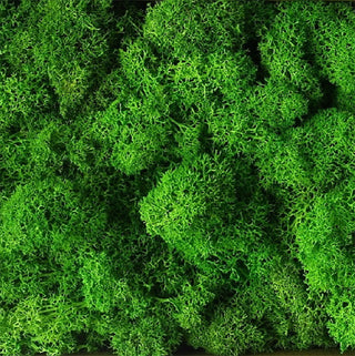 20g Artificial plant eternal life moss / Garden home decoration wall DIY Flower material Mini Garden Micro Landscape Accessories ALODIA STORE