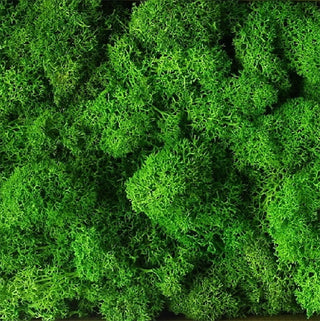 20g Artificial plant eternal life moss / Garden home decoration wall DIY Flower material Mini Garden Micro Landscape Accessories ALODIA STORE