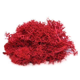 20/40g Artificial Green Plants Eternal Life Moss Grass Home Living Room Garden Decoration Mini Landscape Fake Flower DIY Crafts ALODIA STORE