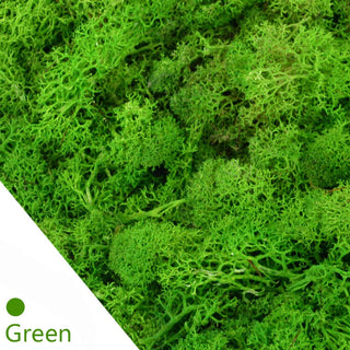 20/40g Artificial Green Plants Eternal Life Moss Grass Home Living Room Garden Decoration Mini Landscape Fake Flower DIY Crafts ALODIA STORE