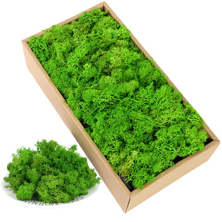 40g Simulation Artificial Moss Green Eternal Life Moss Grass Fake Plant For Home Wall Decor Garden Micro Landscape Material Gift ALODIA STORE