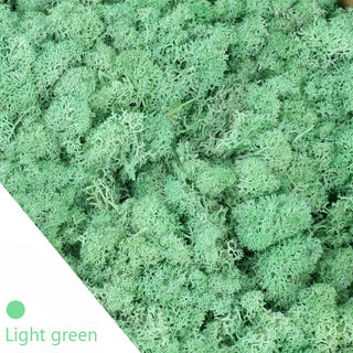 20/40g Artificial Green Plants Eternal Life Moss Grass Home Living Room Garden Decoration Mini Landscape Fake Flower DIY Crafts ALODIA STORE