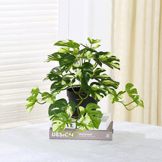 1PC Artificial Plants Green Turtle Leaves Simulation Turtle Back Leaf Tropical Wedding Party Table Living Room Home Garden Decor ALODIA STORE