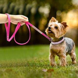 Pet Collar ALODIA STORE